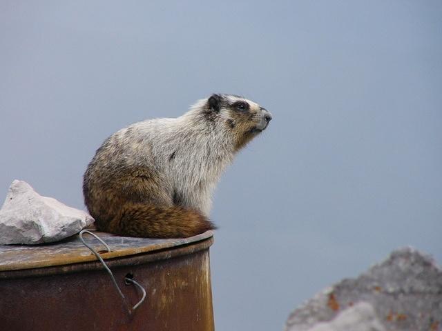 Marmot