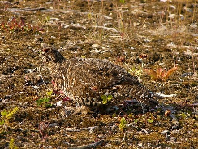 Camouflage