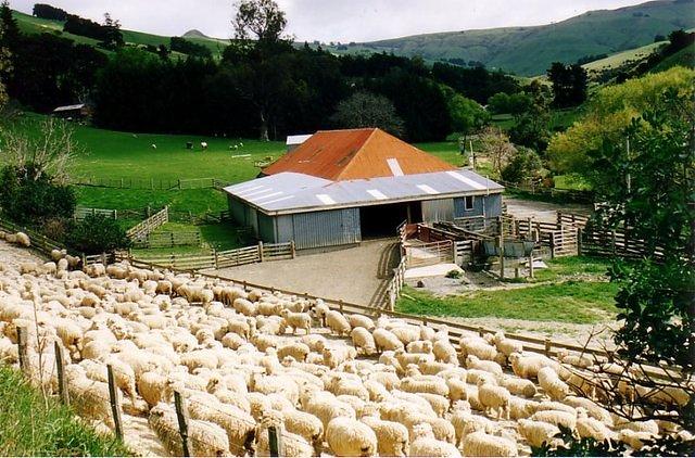 NZ01